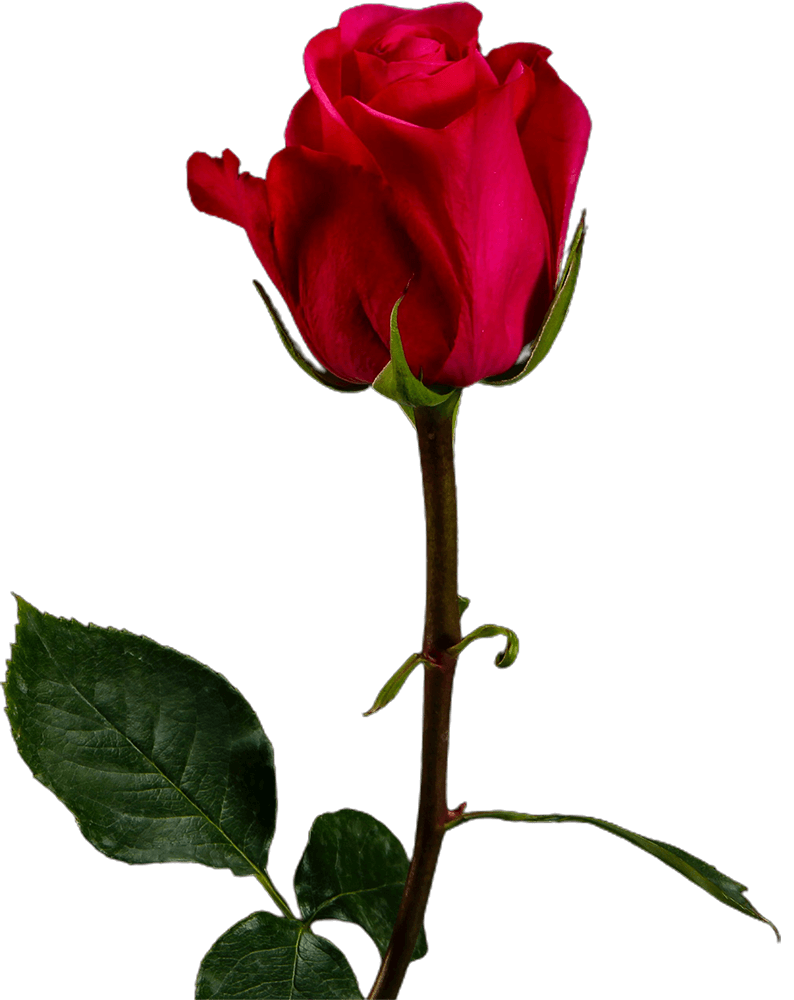 Rose Transparent title=